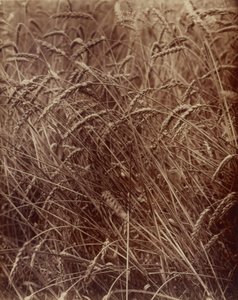 Blé - Eugène Atget